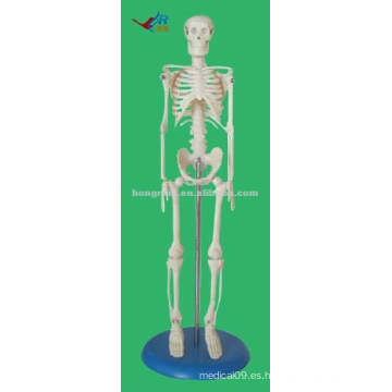 HR-103 45CM Tall PVC Material Mini Modelo de Cuerpo Humano, Esqueleto Humano Modelo